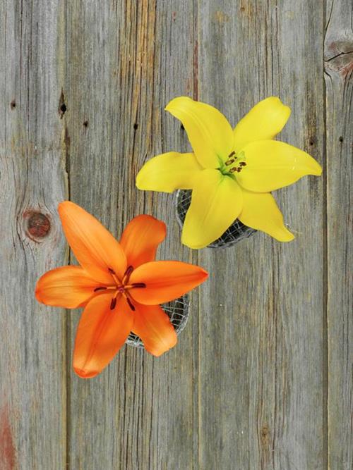 30 Orange & 30 Yellow 3/5  Bloom L.A. Hybrid Lily